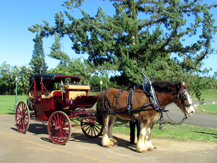 Horse (Clydesdale) carriage