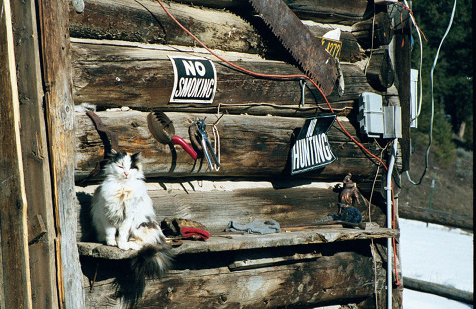 Cat on a shelf