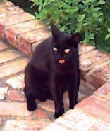 Lilly the cat enjoying the afternoon.