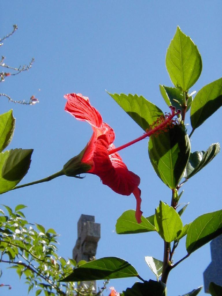 cemetery-ba-flower.jpg