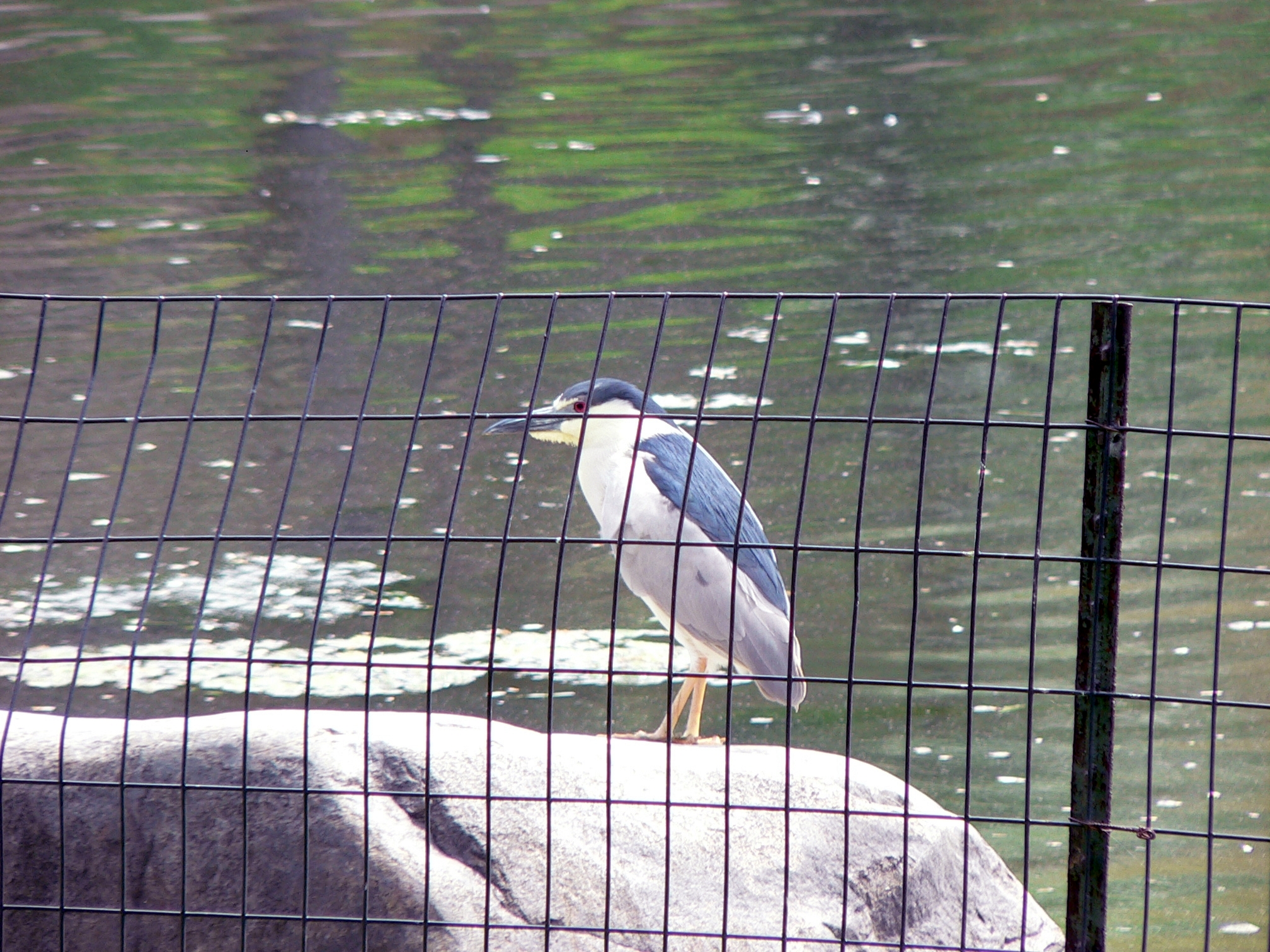 Common Night Heron rests in the middle of Manhattan in Central Park