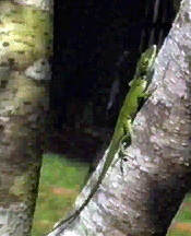 chame02.jpg