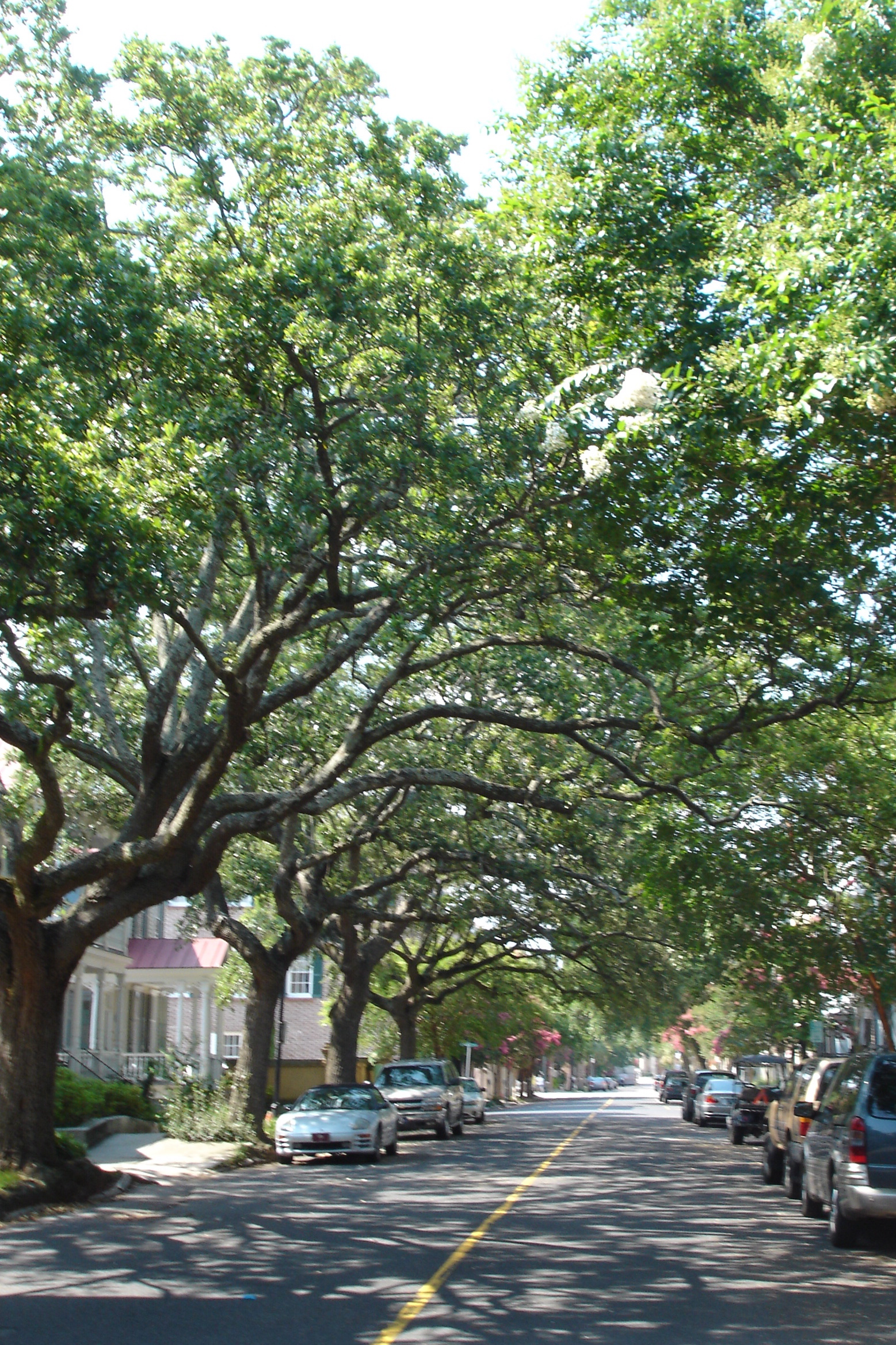 Charleston Architecture