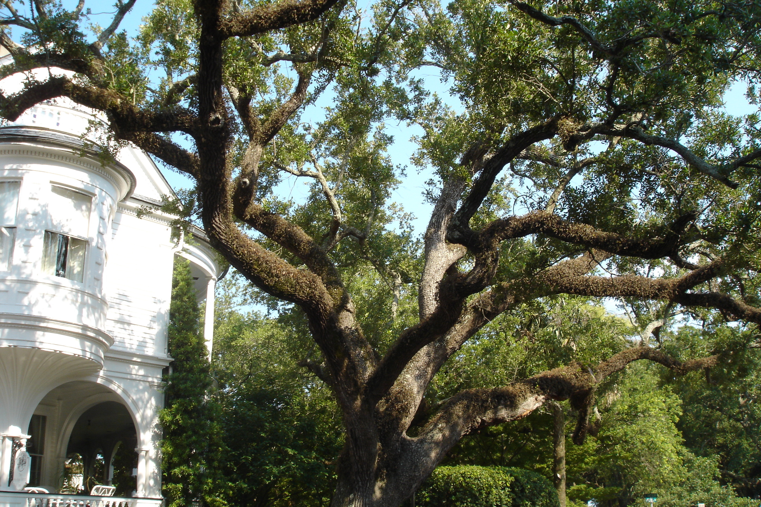 Charleston Architecture