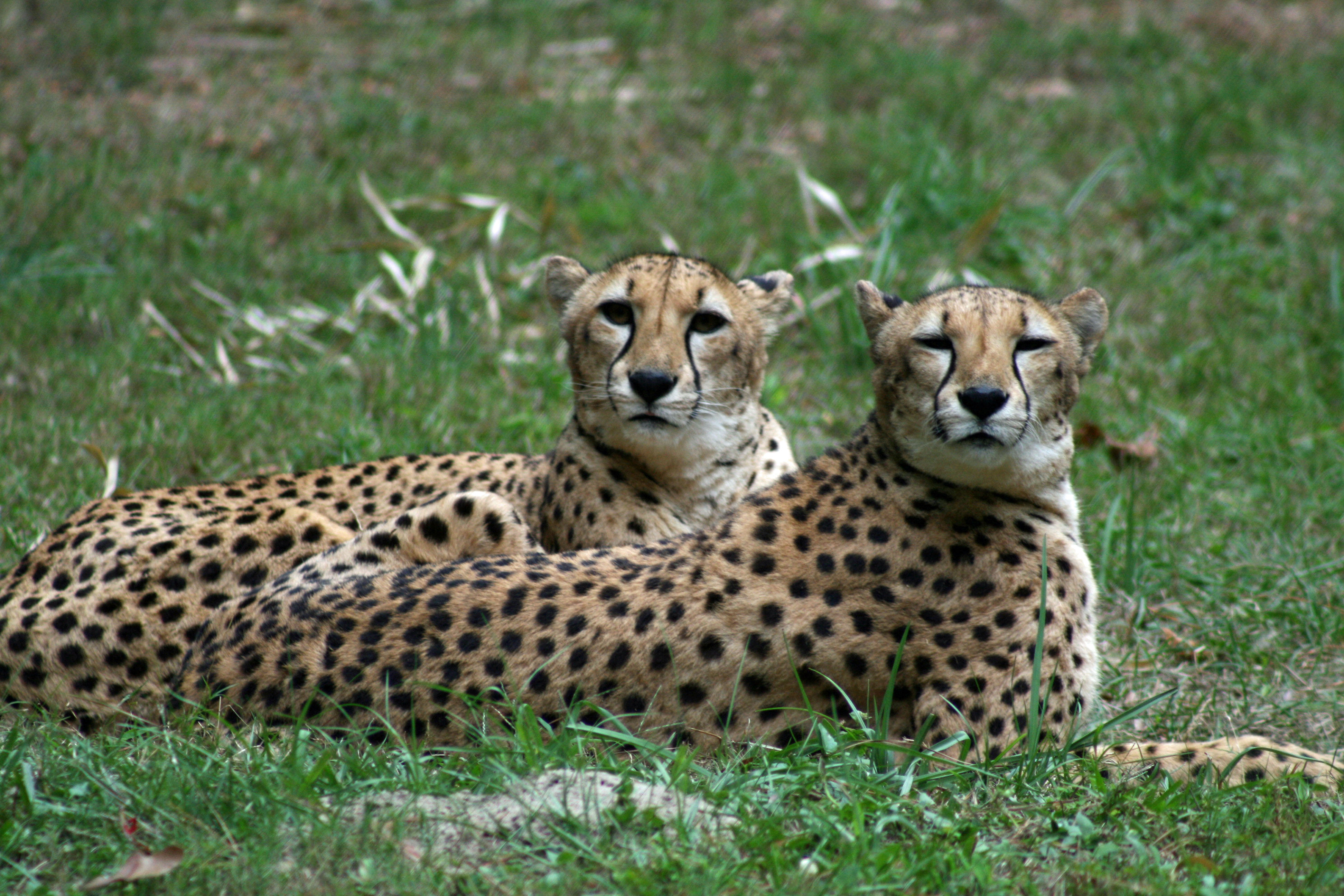 1ESO English Blog Animals lesson 4 