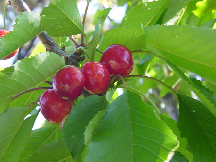 Cherries