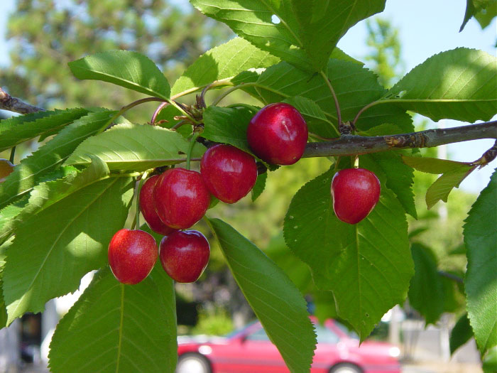 cherries2.jpg