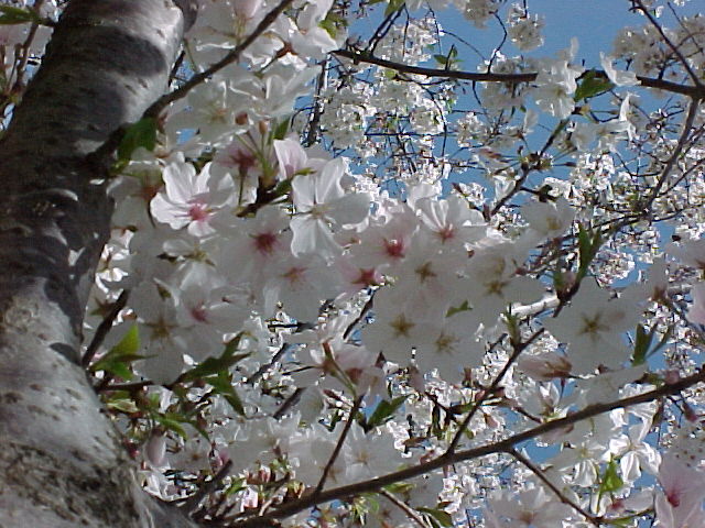 Cherry Blossoms