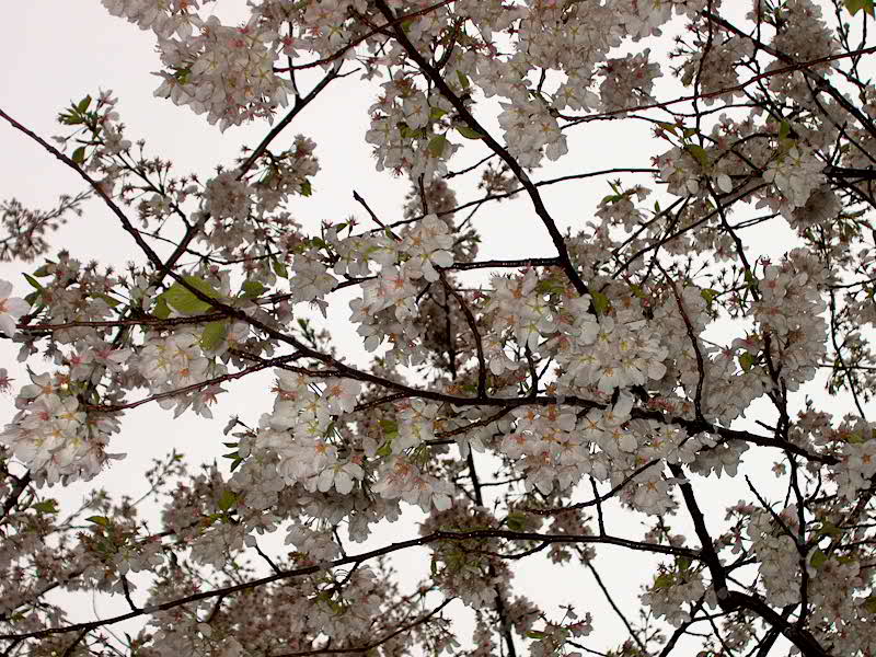 cherrytrees.jpg