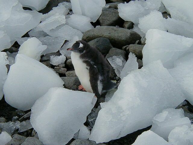 Gentoo Chick in ice