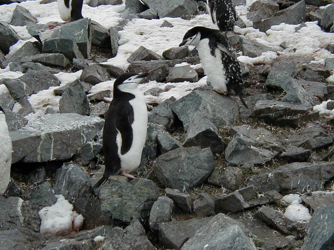 Chinstrap penguins