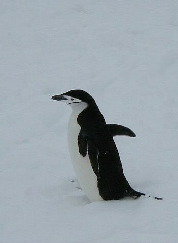 Chinstrap Penguin