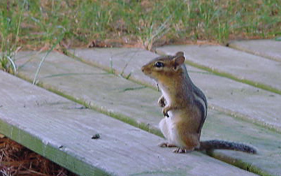 Curious Chipmunk