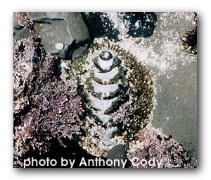 chiton