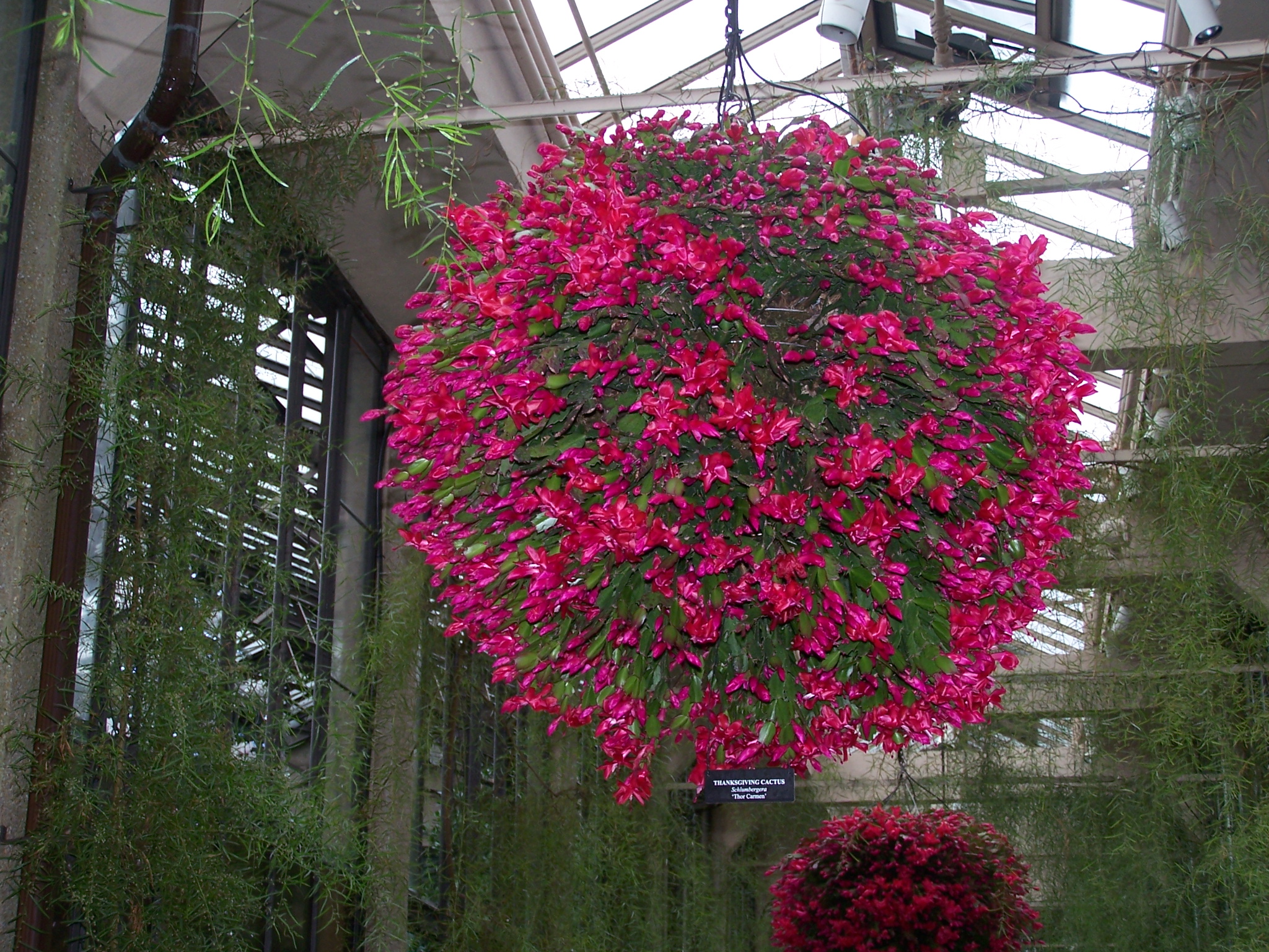 Christmas cactus