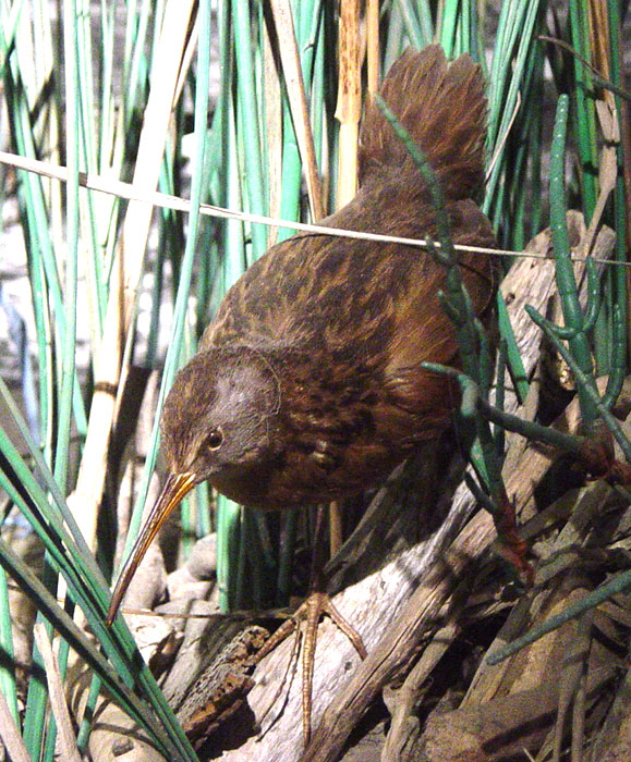 clapperrail.jpg