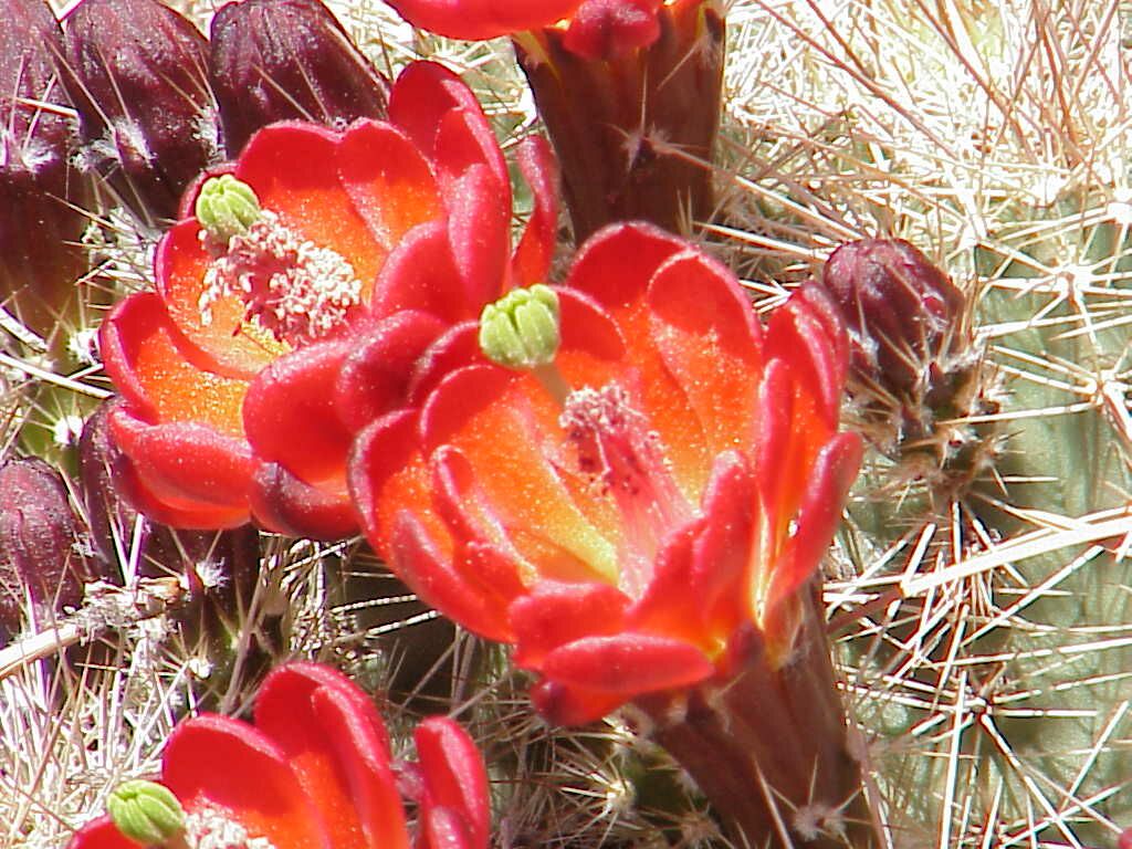 Claret Cup Cactus closeup