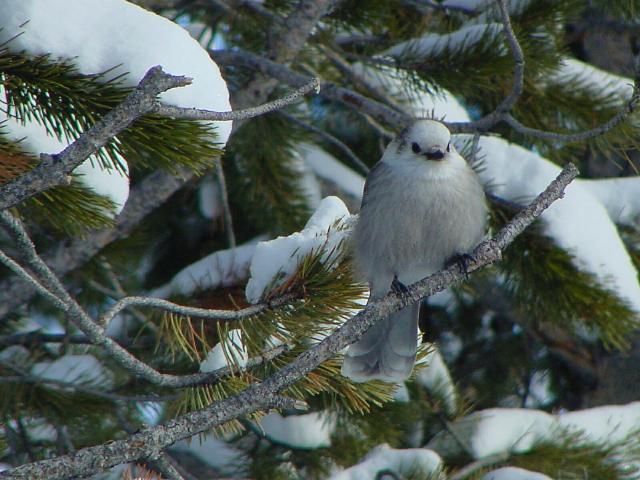 Puffed Clark's Nutcracker