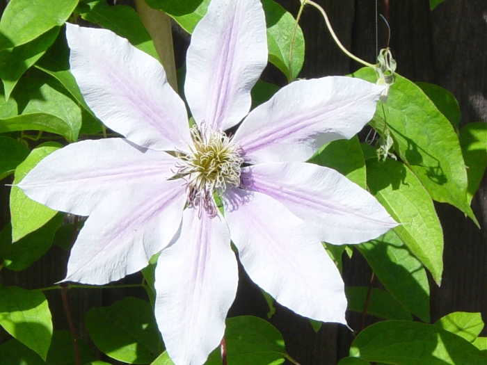 clematis.jpg