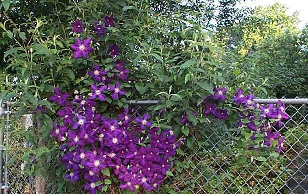 clematis2.jpg