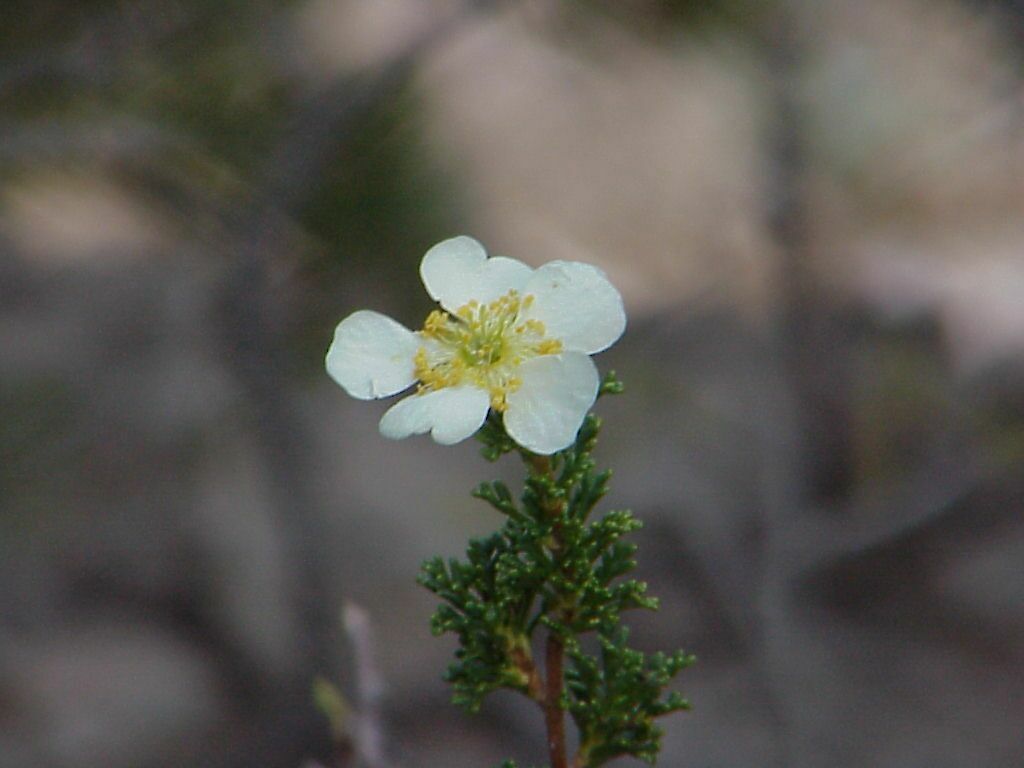 cliffrose.jpg