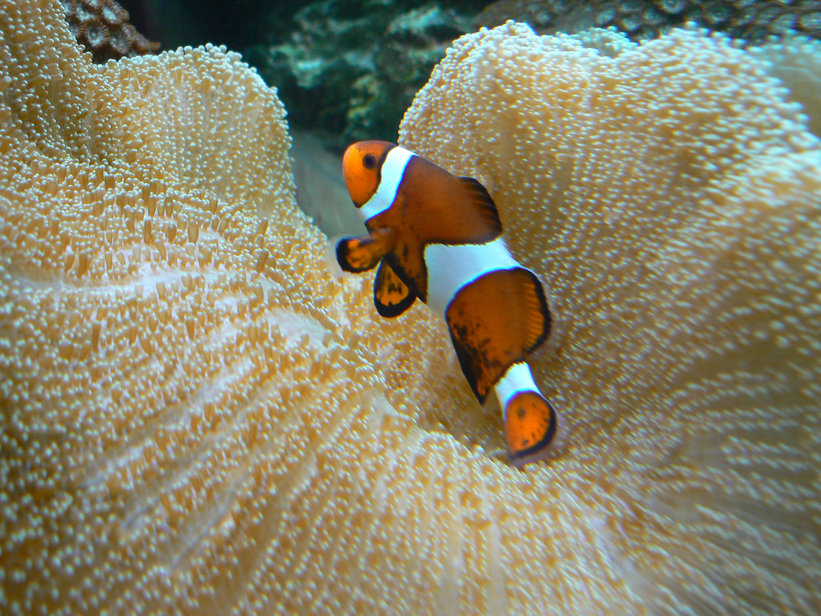 Ocellaris Clownfish,- Amphiprion ocellaris