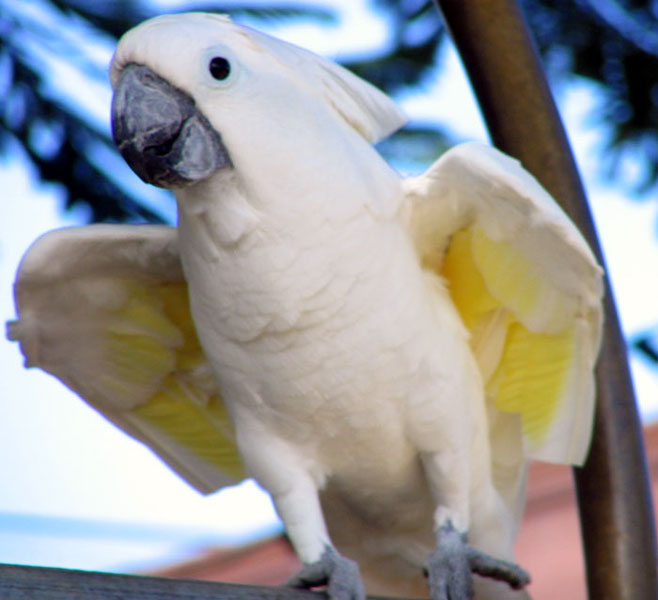 White-crested cockatoo