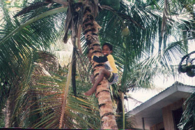 coconut tree