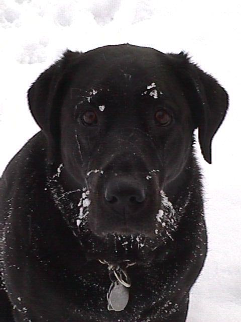 Cold frosty Labrador Retriever