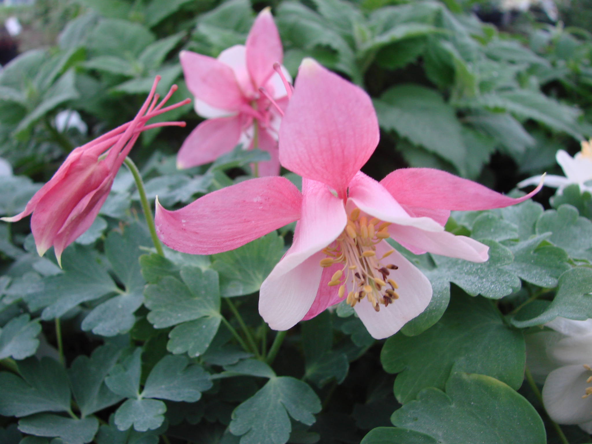 Beautiful Columbine flower