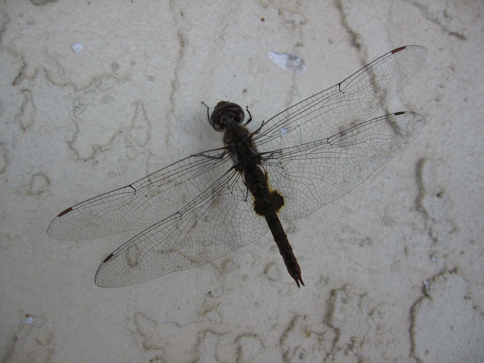 Common Green Darner - anax junius