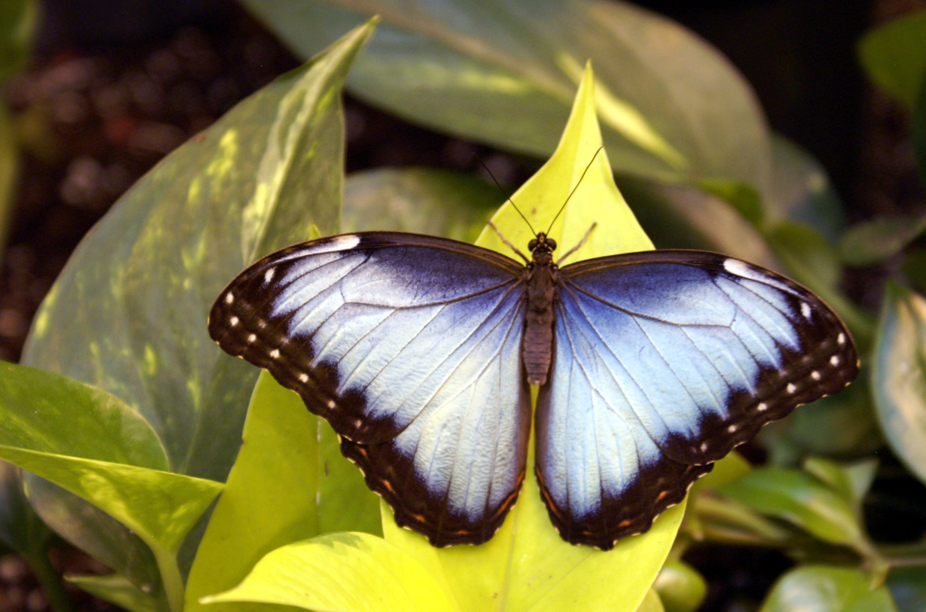 Common Morpho