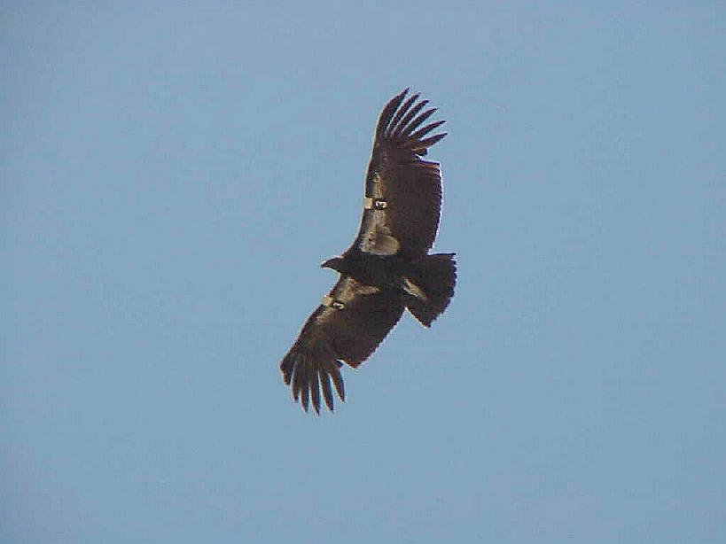 condors-flying11.jpg