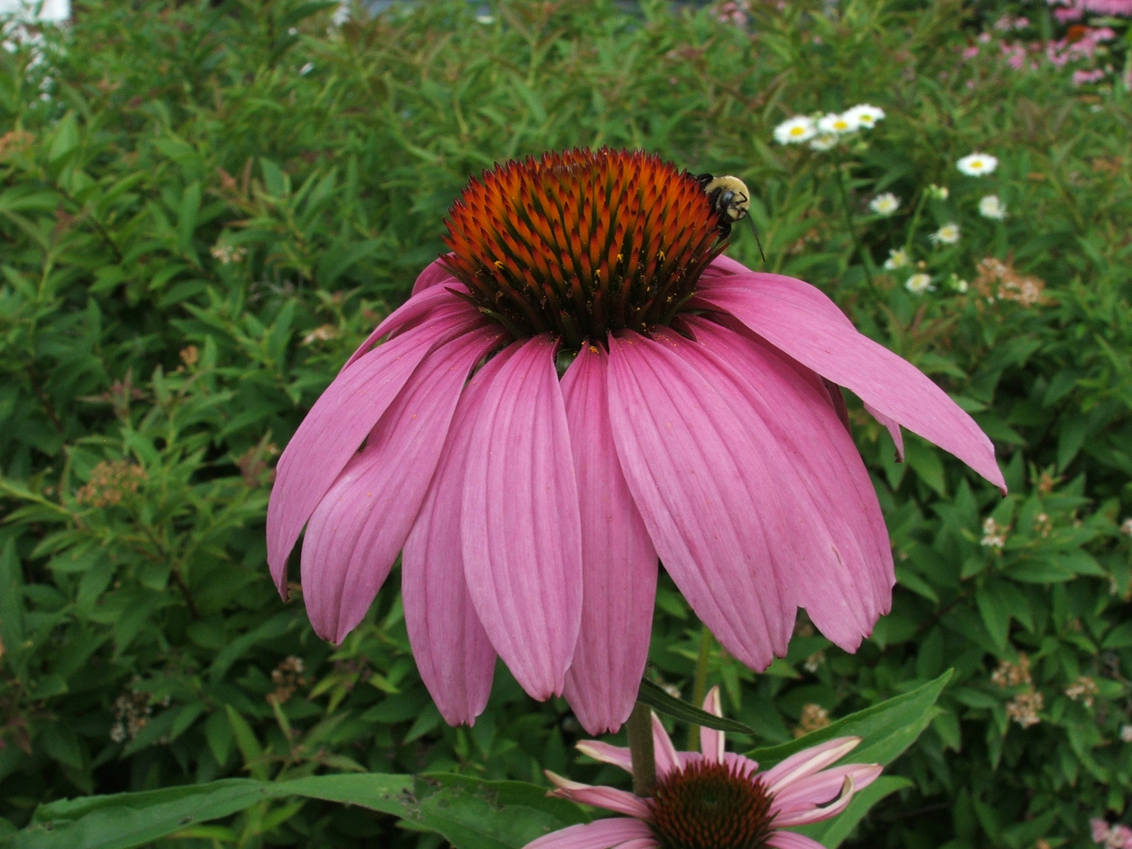 cone flower pollination