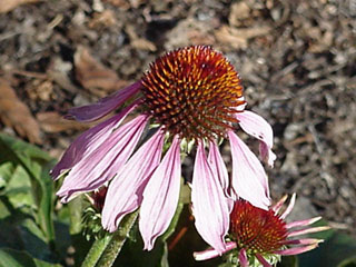 coneflower.jpg