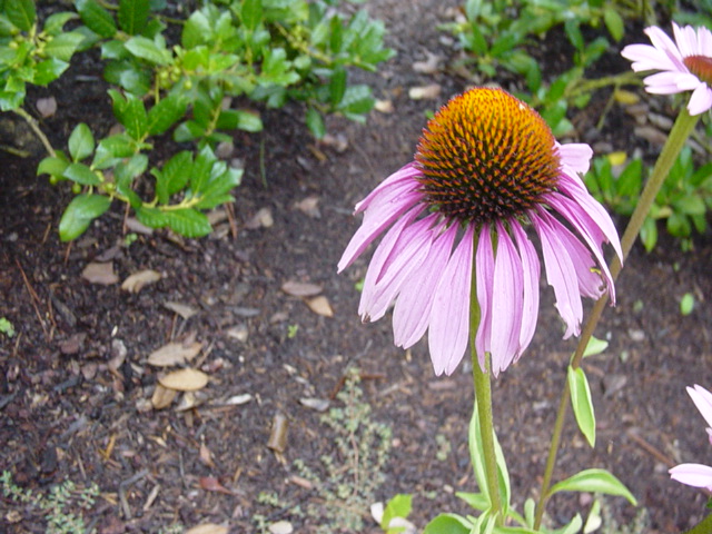 Coneflower