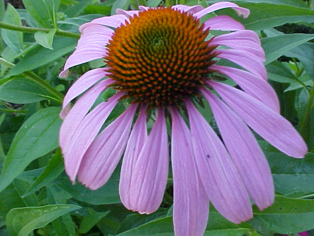 Purple Cone Flower