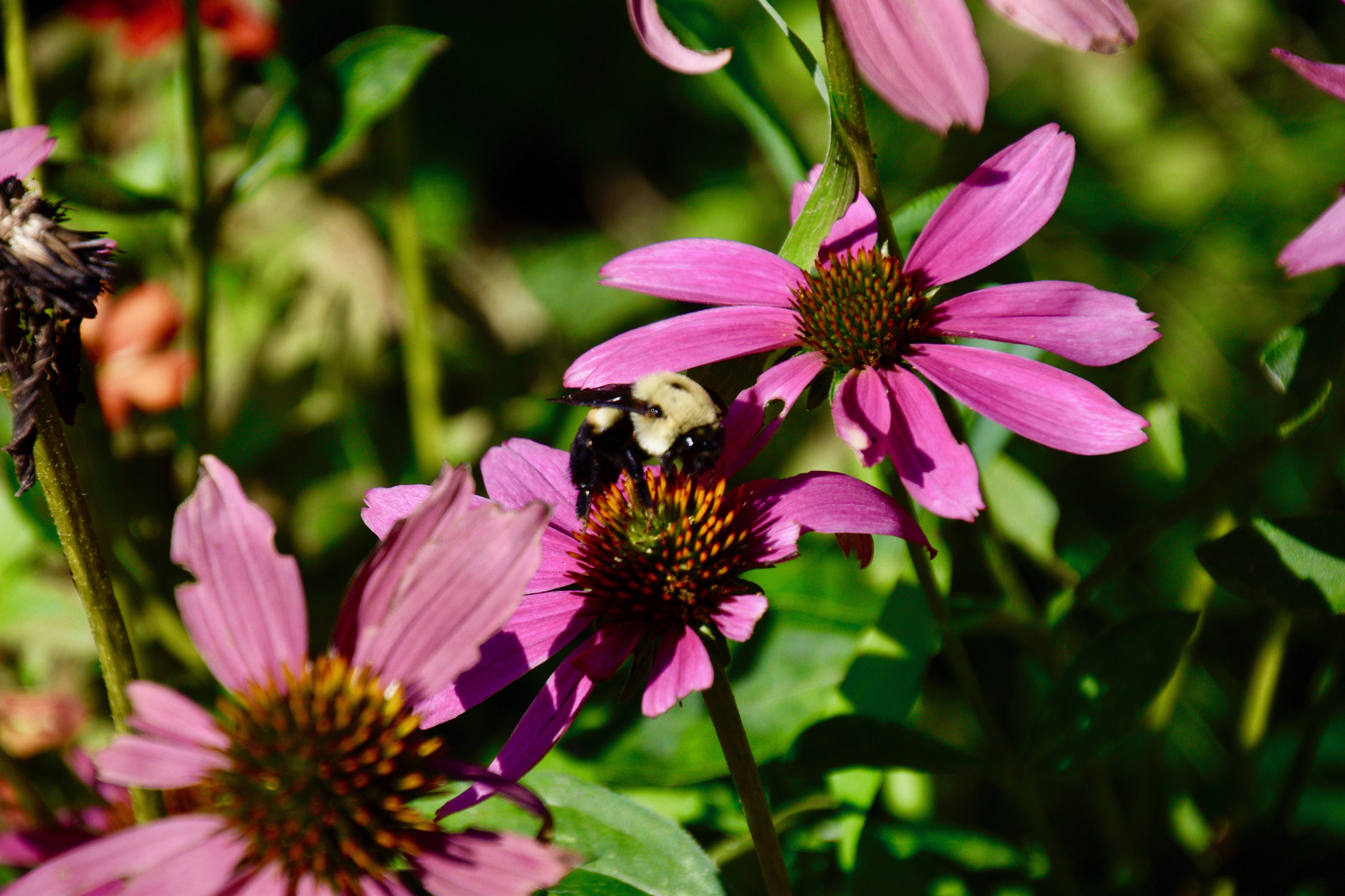 Bee on Coneflower