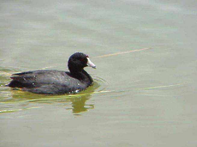 American Coot