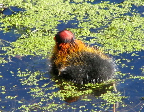 American coot hatchling