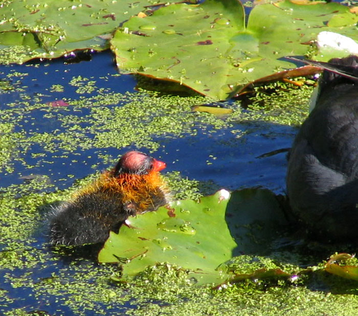 Coot baby