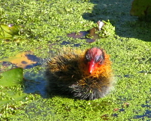 American coot hatchling