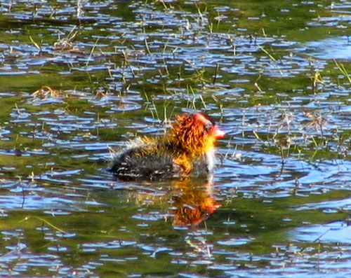 American coot hatchling