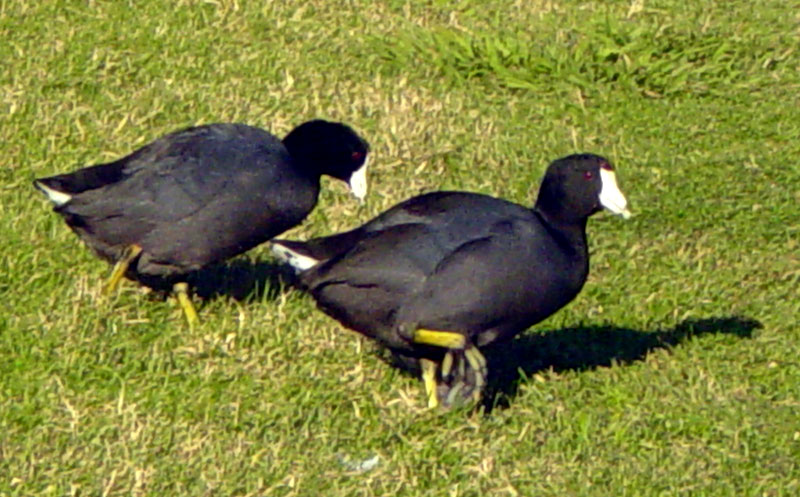 American Coots