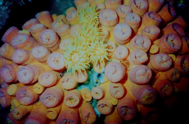 Coral group, some in and some out