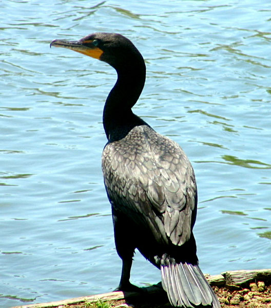 Double-crested cormorant