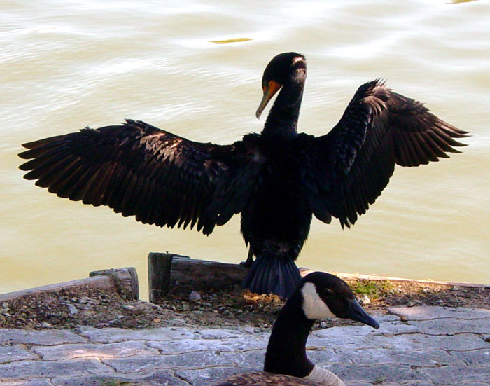 Double-crested cormorant