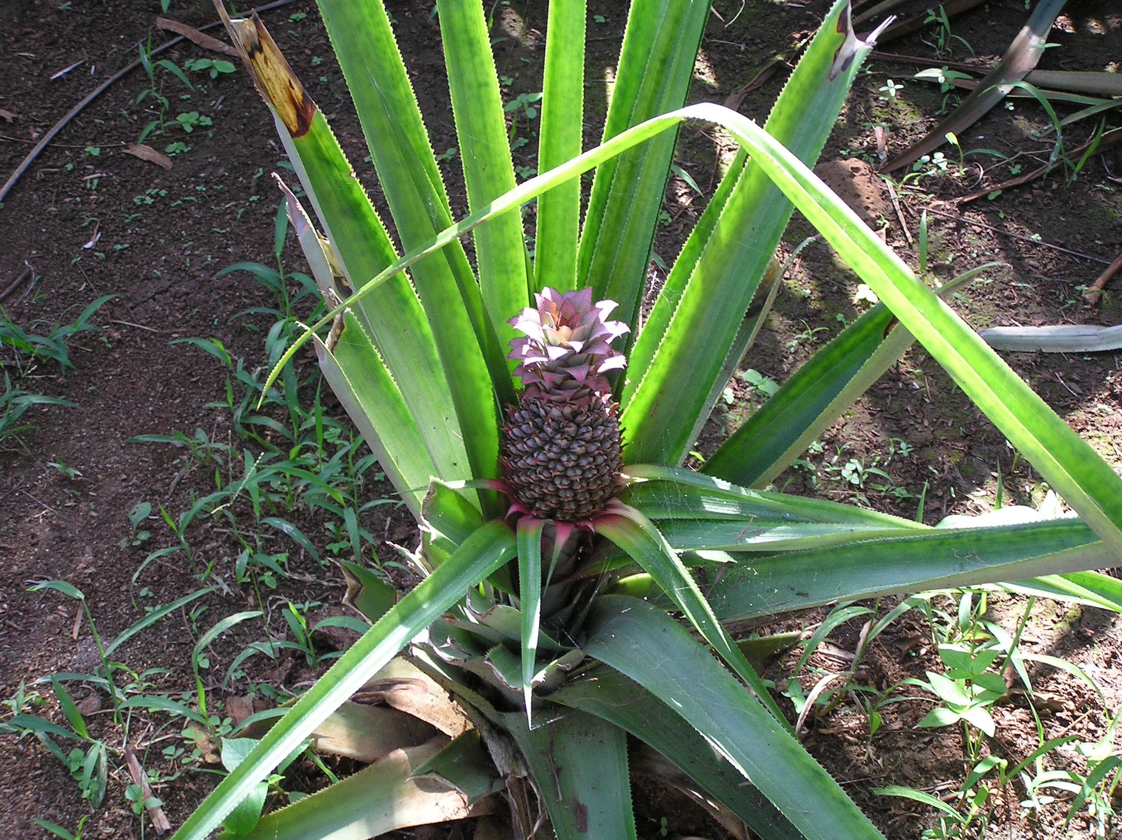 pineapple plant