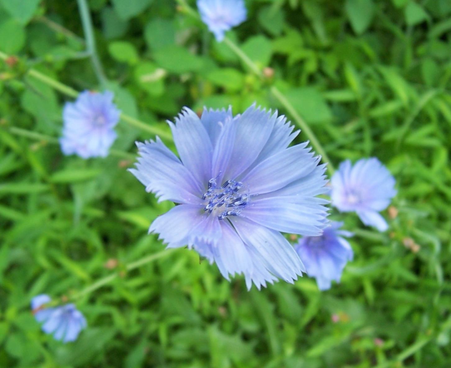 Cornflower