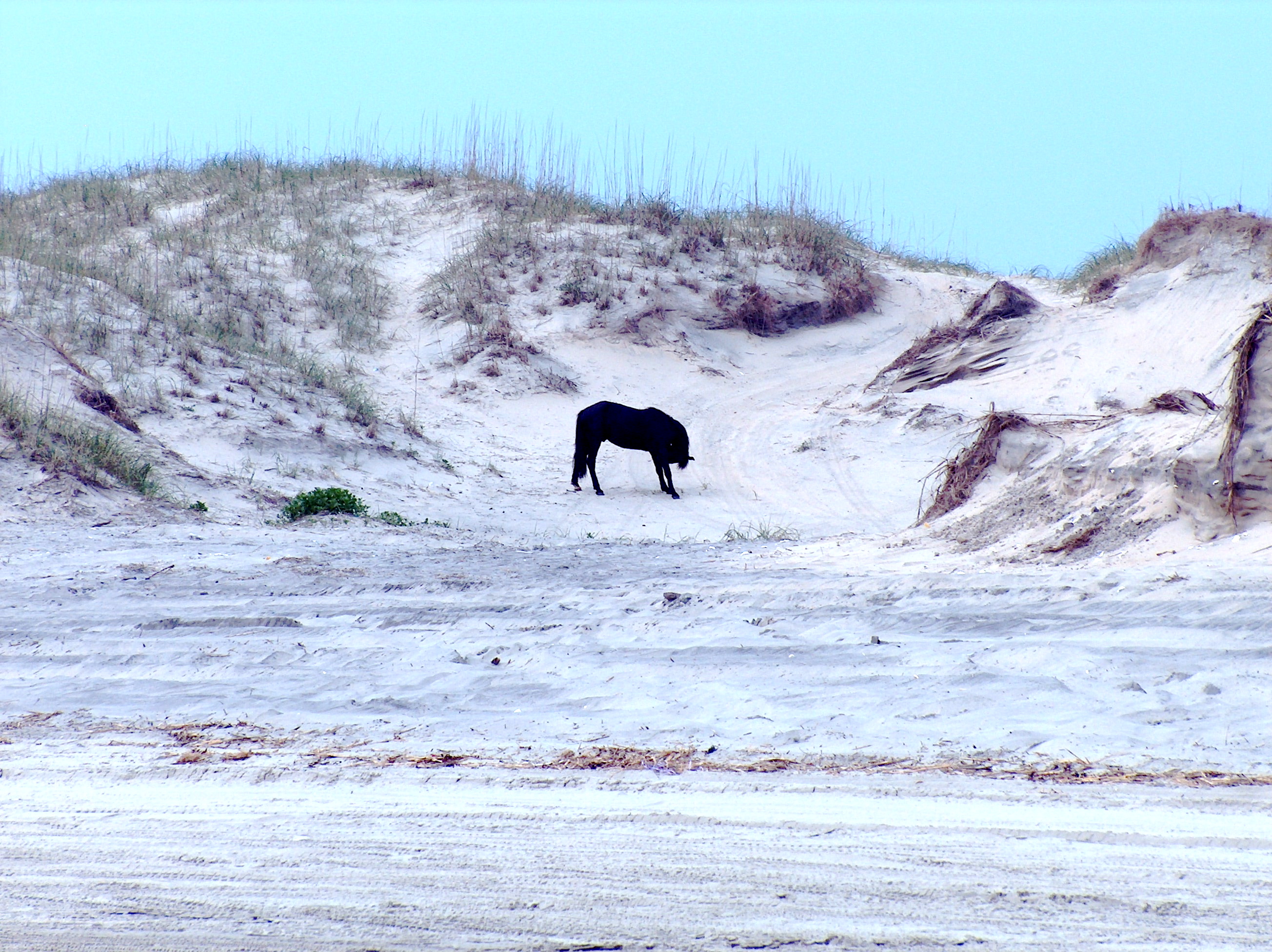 Wild Horses of Corolla